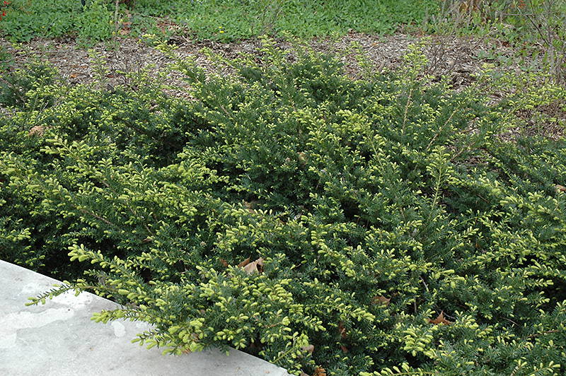 Everlow Yew (Taxus x media 'Everlow') at Platt Hill Nursery