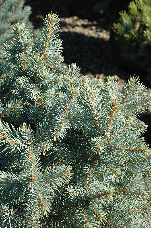 Sester Dwarf Blue Spruce (Picea pungens 'Sester Dwarf') at Platt Hill Nursery