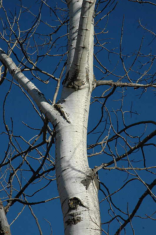Trembling Aspen (Populus tremuloides) at Platt Hill Nursery