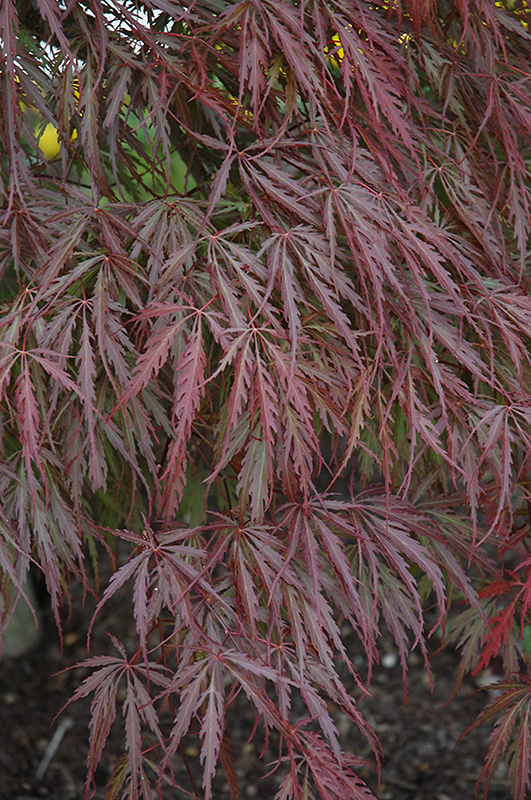Tamukeyama Japanese Maple (Acer palmatum 'Tamukeyama') at Platt Hill Nursery