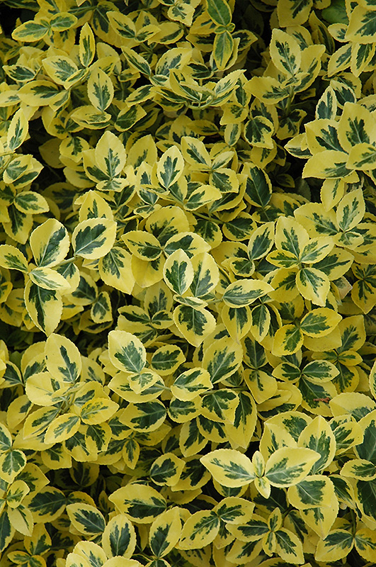 Emerald 'n' Gold Wintercreeper (Euonymus fortunei 'Emerald 'n' Gold') at Platt Hill Nursery