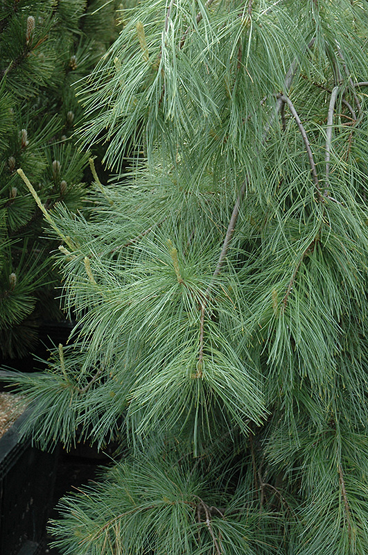 Weeping White Pine (Pinus strobus 'Pendula') at Platt Hill Nursery