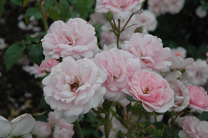 Bonica Rose (Rosa 'Meidomonac') at Platt Hill Nursery