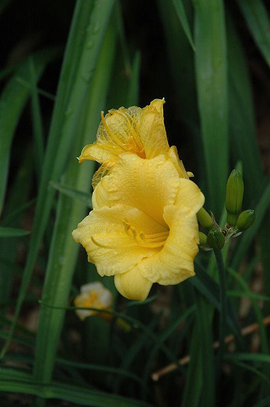 Pěstování Hemerocallis mini stella