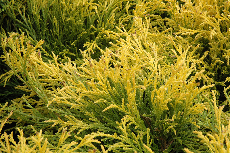 Golden Mop Falsecypress (Chamaecyparis pisifera 'Golden Mop') at Platt Hill Nursery
