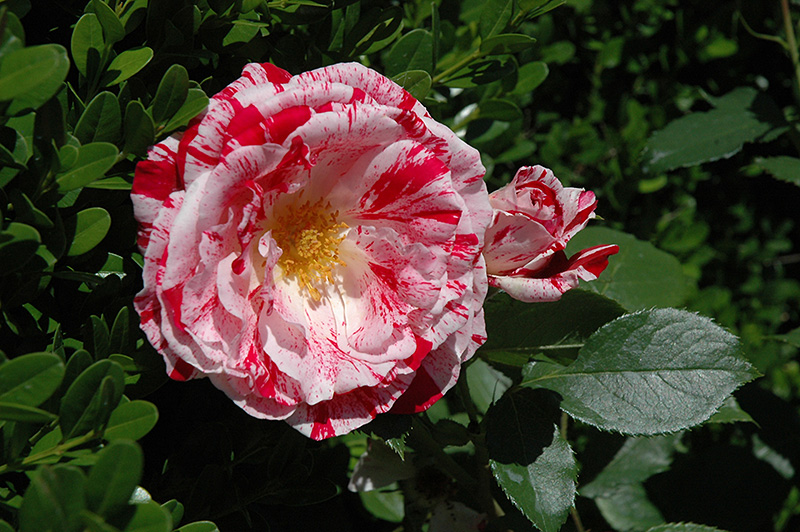 Scentimental Rose (Rosa 'Scentimental') at Platt Hill Nursery