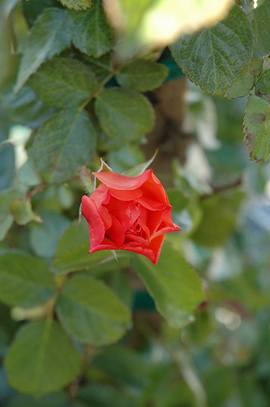Westerland Rose (Rosa 'Westerland') at Platt Hill Nursery