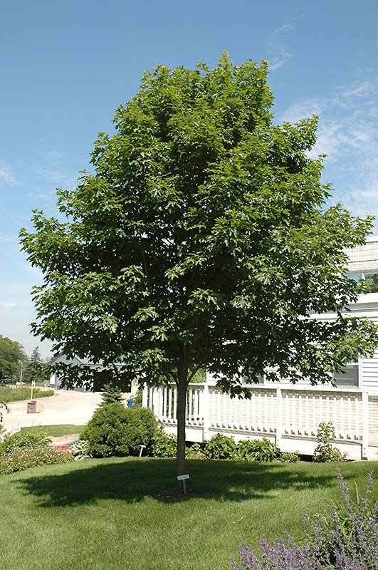 Fall Fiesta Sugar Maple (Acer saccharum 'Bailsta') at Platt Hill Nursery
