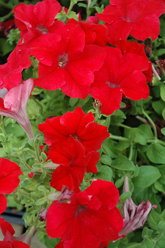 Dreams Red Petunia (Petunia 'Dreams Red') at Platt Hill Nursery