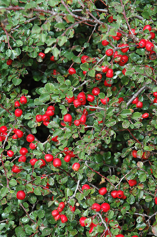 Cranberry Cotoneaster (Cotoneaster apiculatus) at Platt Hill Nursery