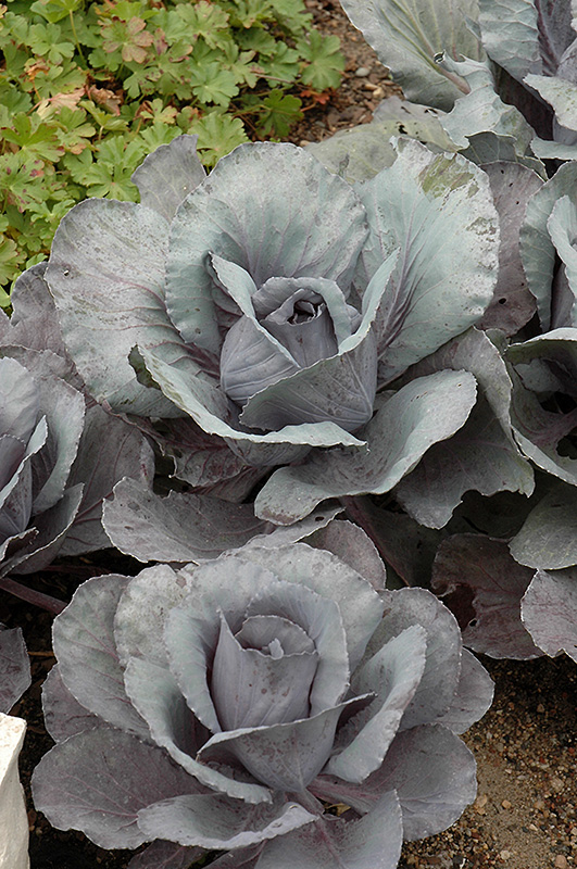 Ruby Perfection Red Cabbage (Brassica oleracea var. capitata 'Ruby Perfection') at Platt Hill Nursery