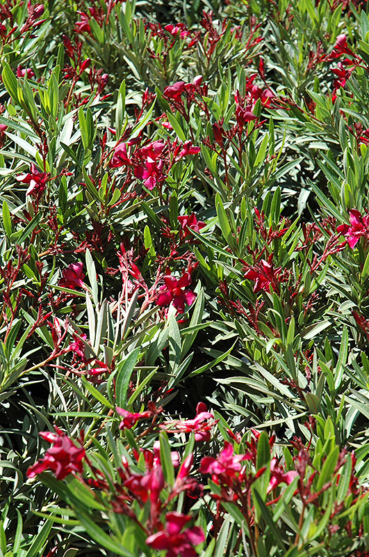 Dwarf Red Oleander (Nerium oleander 'Dwarf Red') at Platt Hill Nursery