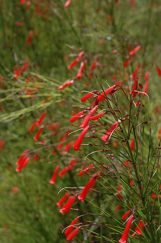Firecracker Plant (Russelia equisetiformis) at Platt Hill Nursery