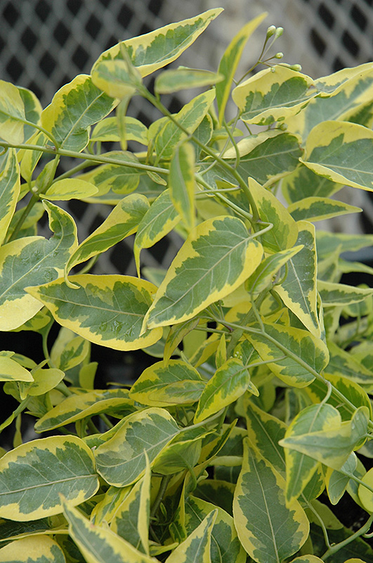 Variegated Potato Vine (Solanum jasminoides 'Aurea') at Platt Hill Nursery