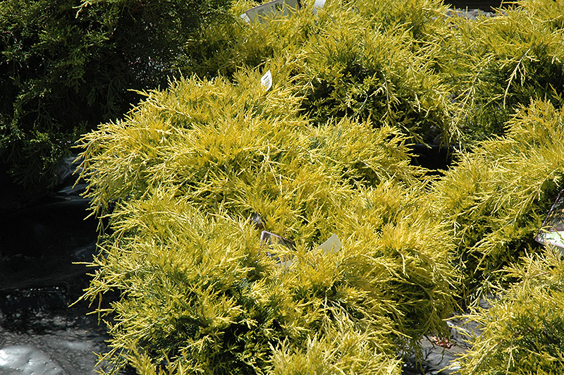 Sea Of Gold Juniper (Juniperus x media 'Sea Of Gold') at Platt Hill Nursery