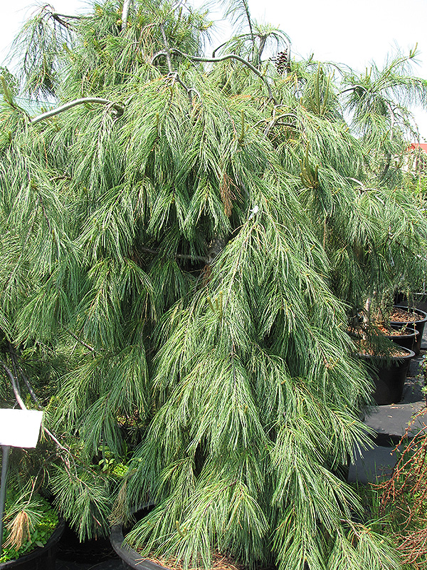 Weeping White Pine (Pinus strobus 'Pendula') at Platt Hill Nursery