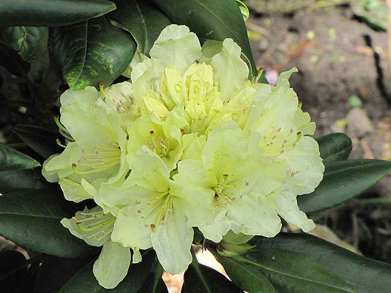 Capistrano Rhododendron (Rhododendron 'Capistrano') at Platt Hill Nursery