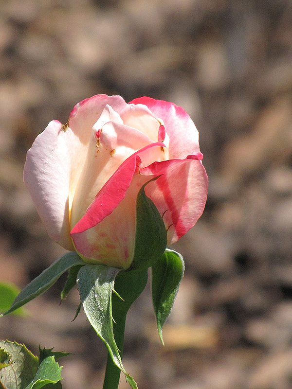 Double Delight Rose (Rosa 'Double Delight') at Platt Hill Nursery