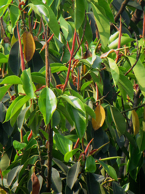 Indian Laurel Fig (Ficus microcarpa) at Platt Hill Nursery