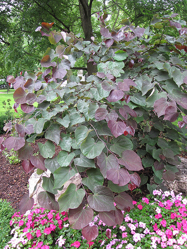 Forest Pansy Redbud (Cercis canadensis 'Forest Pansy') at Platt Hill Nursery