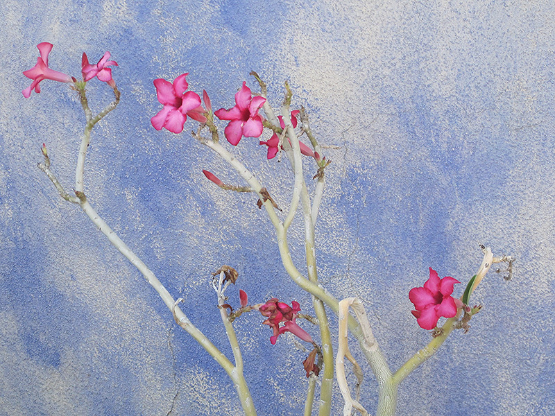 Desert Rose (Adenium obesum) at Platt Hill Nursery