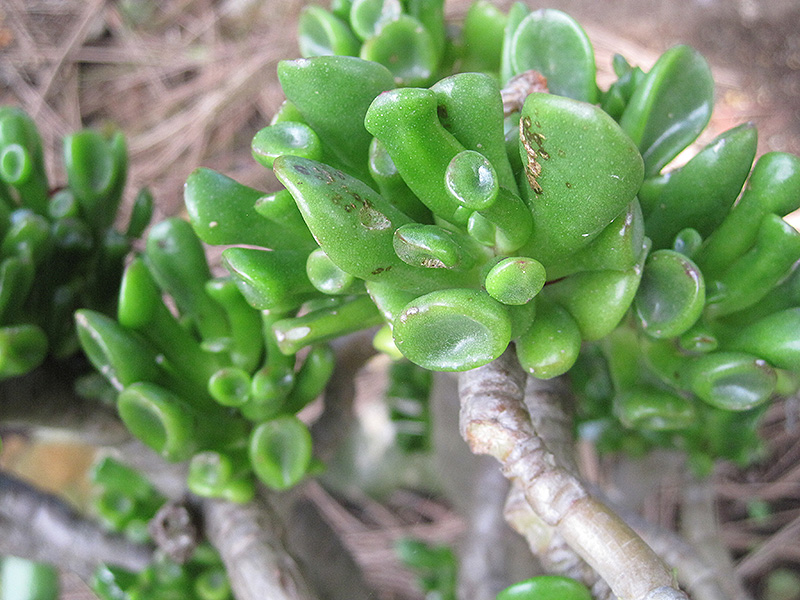 Gollum Jade Plant (Crassula ovata 'Gollum') at Platt Hill Nursery