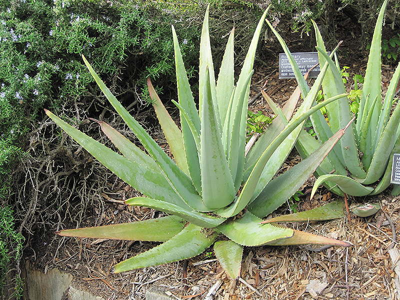 Aloe Vera (Aloe vera) at Platt Hill Nursery