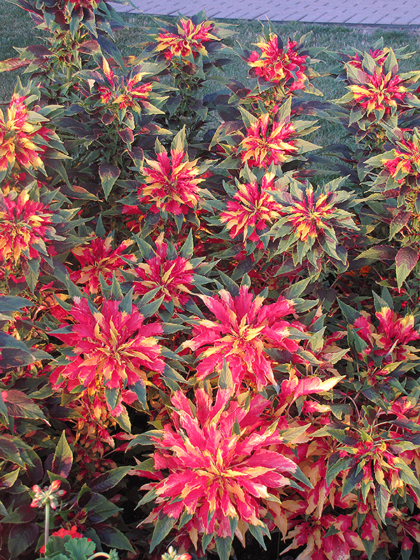 Summer Poinsettia (Amaranthus tricolor) at Platt Hill Nursery