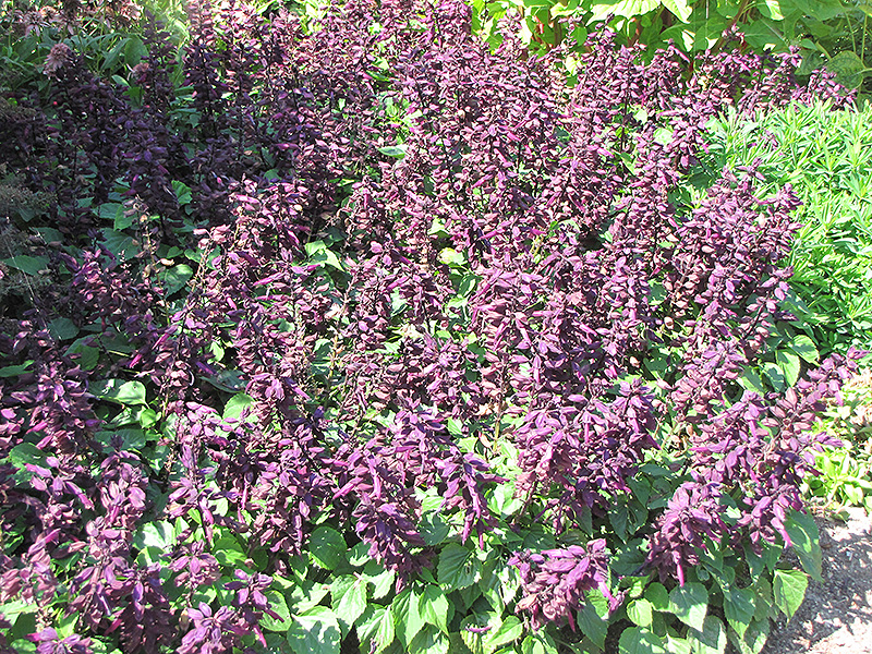 Vista Purple Sage (Salvia splendens 'PAS3292') at Platt Hill Nursery