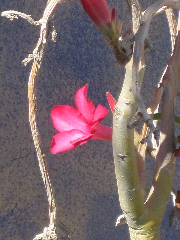 Desert Rose (Adenium obesum) at Platt Hill Nursery