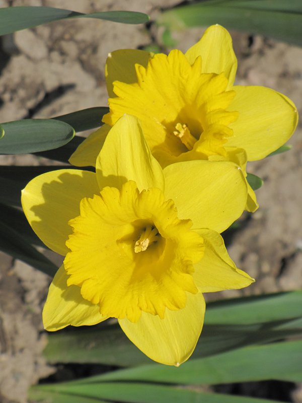 Dutch Master Daffodil (Narcissus 'Dutch Master') at Platt Hill Nursery