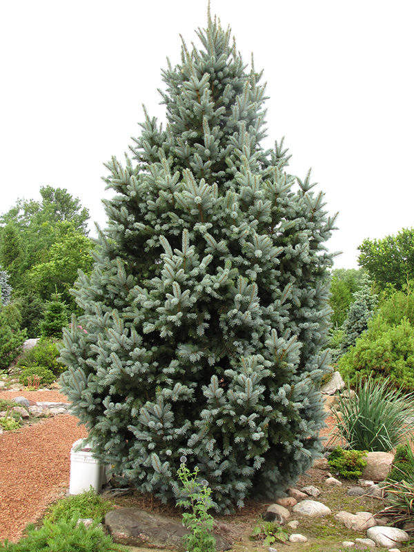 Iseli Fastigiate Spruce (Picea pungens 'Iseli Fastigiata') at Platt Hill Nursery