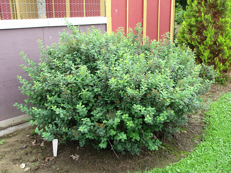 Tor Spirea (Spiraea betulifolia 'Tor') at Platt Hill Nursery