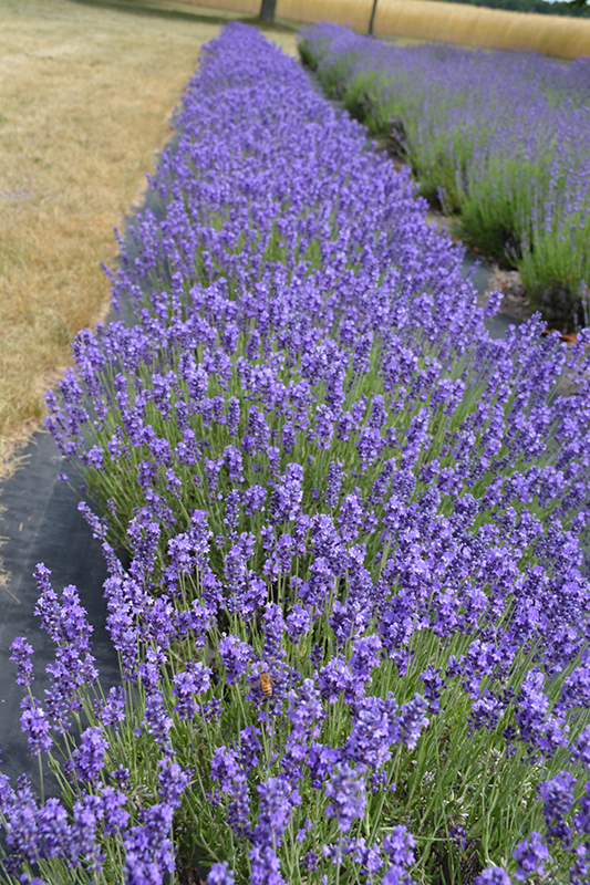 Hidcote Lavender (Lavandula angustifolia 'Hidcote') at Platt Hill Nursery