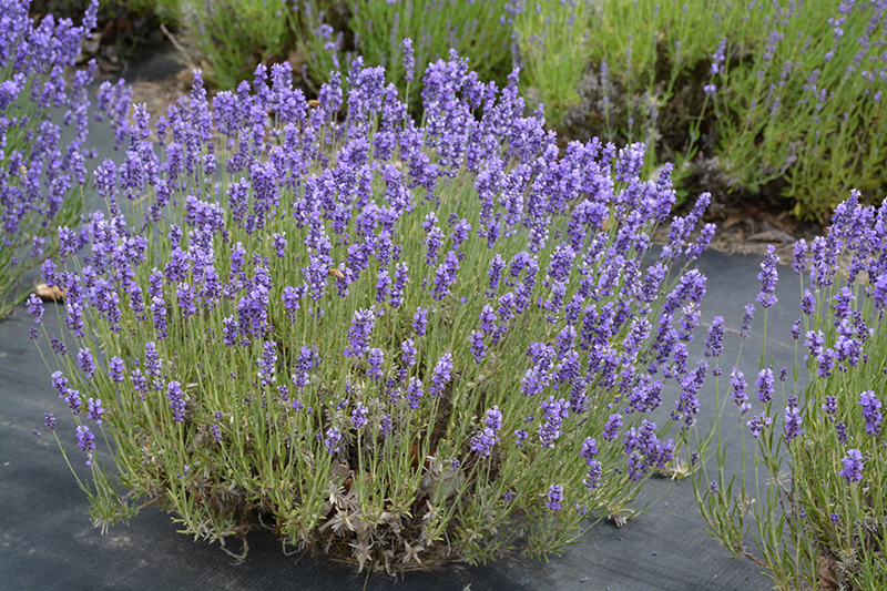 Hidcote Lavender (Lavandula angustifolia 'Hidcote') at Platt Hill Nursery