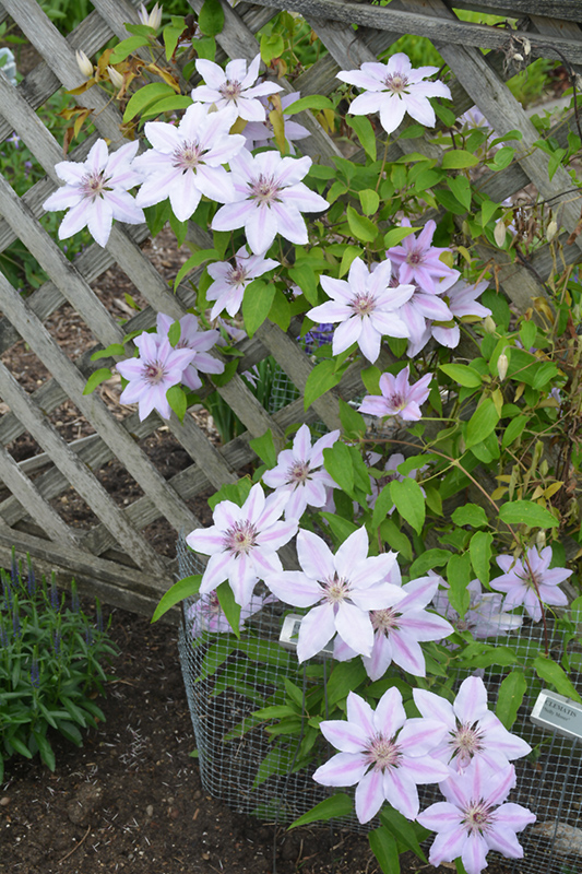 Nelly Moser Clematis (Clematis 'Nelly Moser') at Platt Hill Nursery