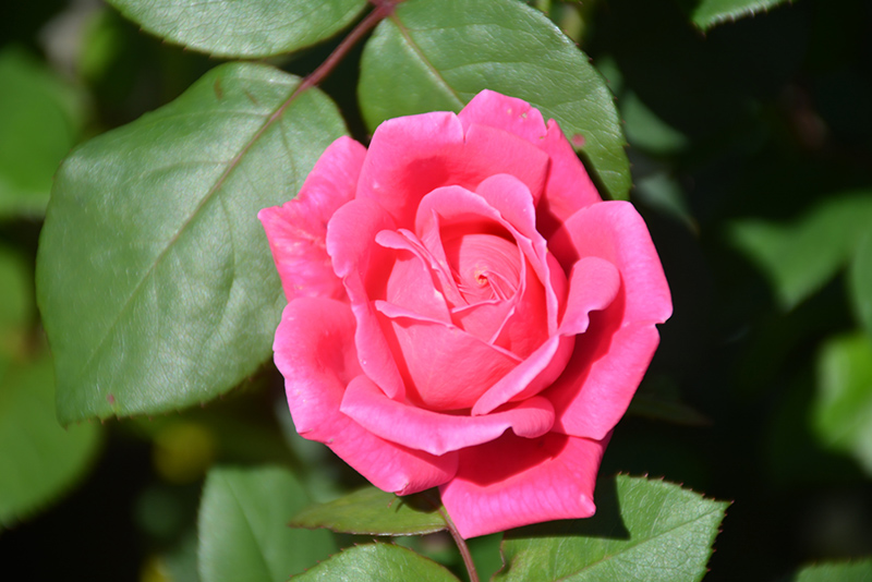 Pink Double Knock Out Rose (Rosa 'Radtkopink') at Platt Hill Nursery