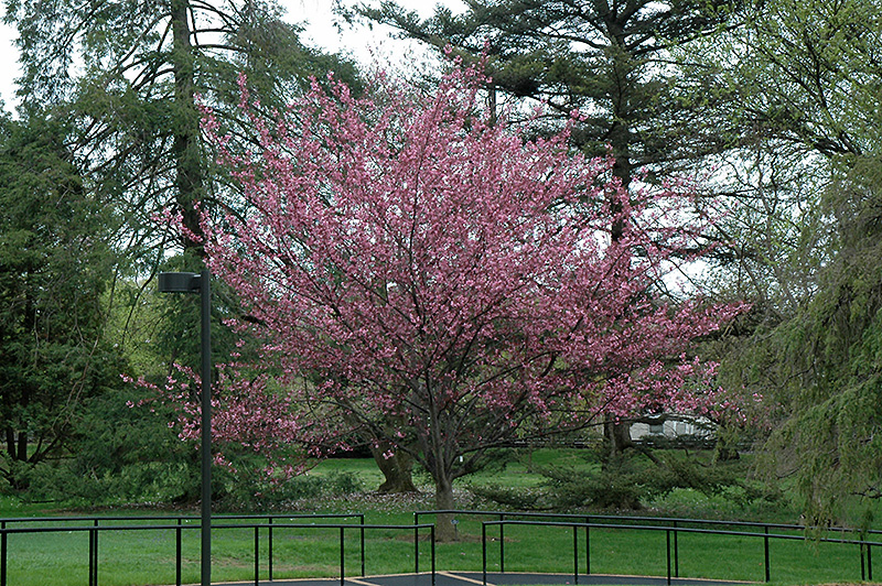 Royal Burgundy Flowering Cherry (Prunus serrulata 'Royal Burgundy') at Platt Hill Nursery