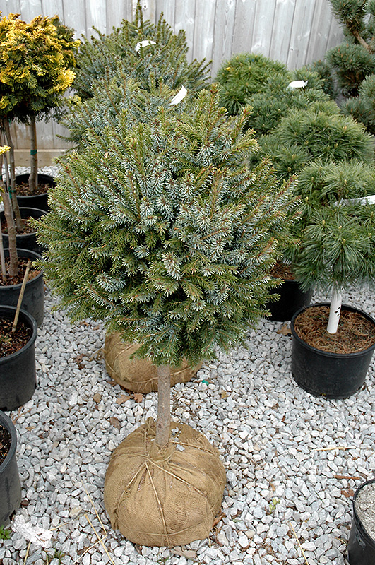 Dwarf Serbian Spruce (tree form) (Picea omorika 'Nana (tree form)') at Platt Hill Nursery