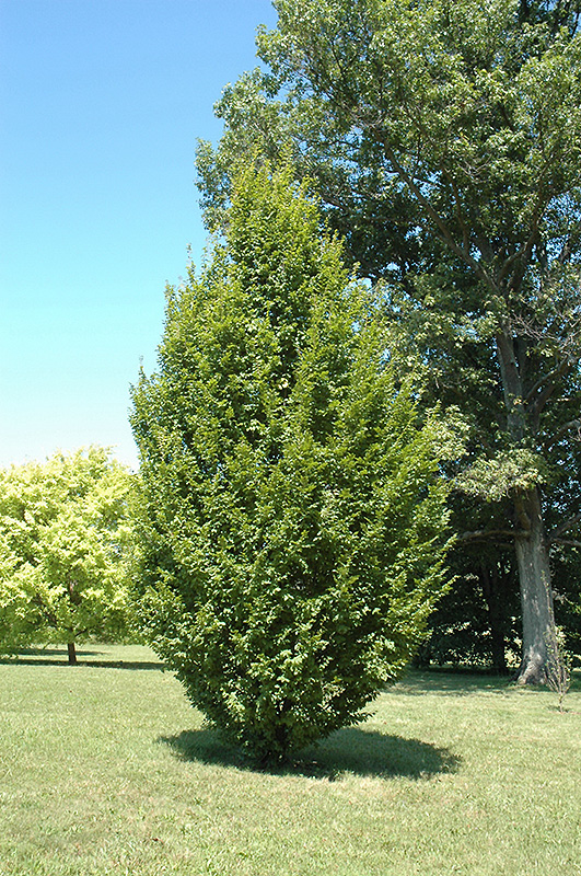 Frans Fontaine Hornbeam (Carpinus betulus 'Frans Fontaine') at Platt Hill Nursery