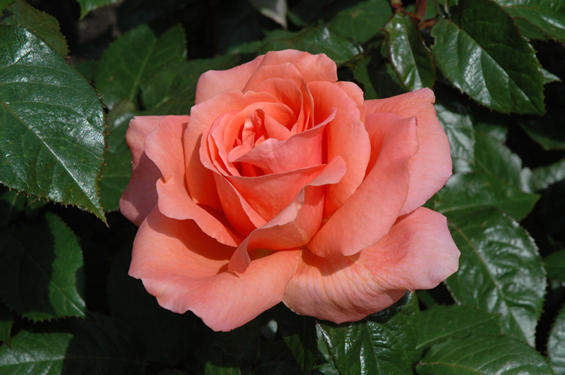 Sweet Fragrance Rose (Rosa 'Sweet Fragrance') at Platt Hill Nursery