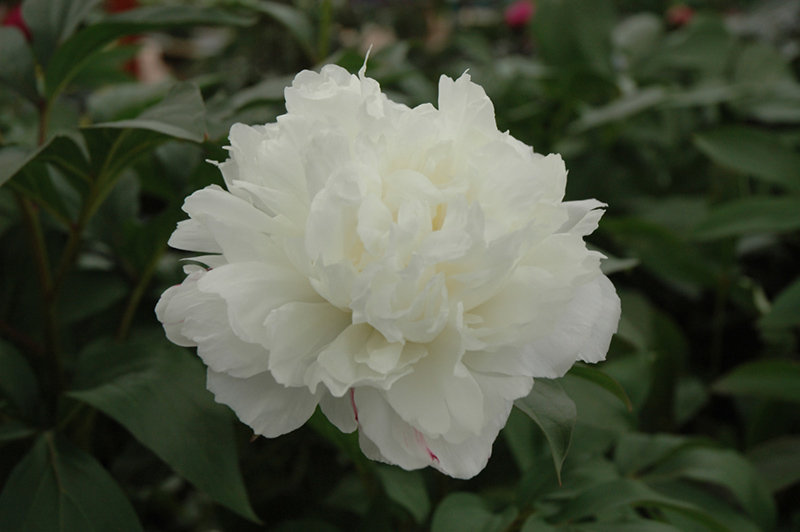 Double White Peony (Paeonia 'Double White') at Platt Hill Nursery