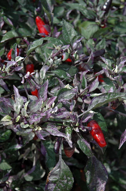 Calico Ornamental Pepper (Capsicum annuum 'Calico') at Platt Hill Nursery