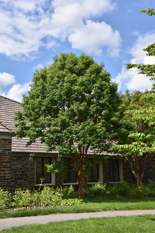 Paperbark Maple (Acer griseum) at Platt Hill Nursery
