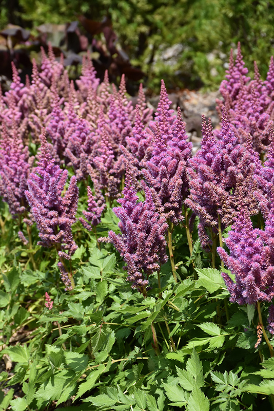 Click to view a full-size photo of Visions Astilbe (Astilbe chinensis 'Visions') at Platt Hill Nursery Visions Astilbe (Astilbe chinensis 'Visions') at Platt Hill Nursery