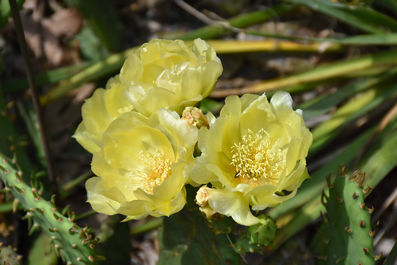 Prickly Pear Cactus (Opuntia humifusa) at Platt Hill Nursery