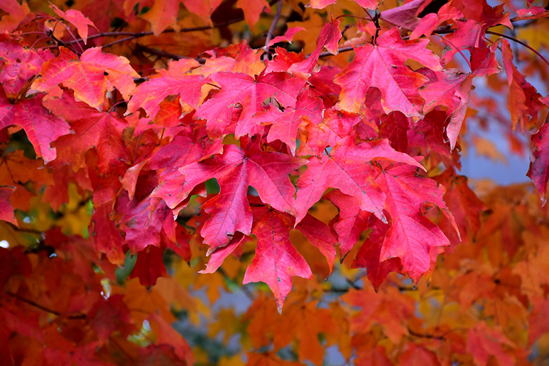 Fall Fiesta Sugar Maple (Acer saccharum 'Bailsta') at Platt Hill Nursery