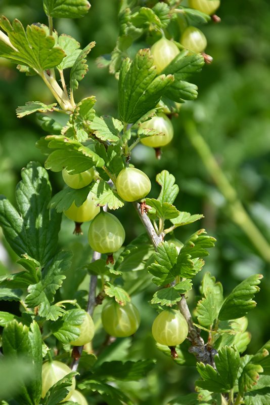 Captivator Gooseberry (Ribes uva-crispa 'Captivator') in Bloomingdale ...