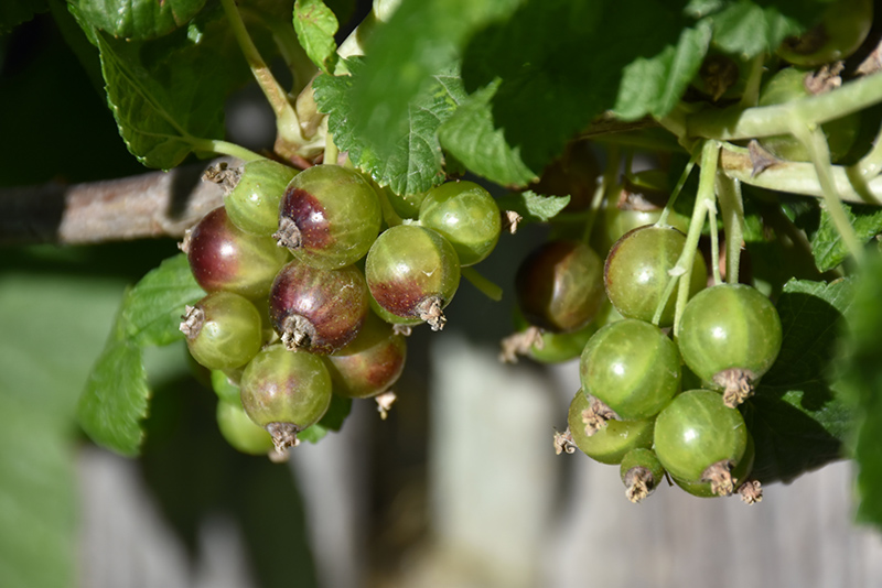 Captivator Gooseberry (Ribes uva-crispa 'Captivator') at Platt Hill Nursery
