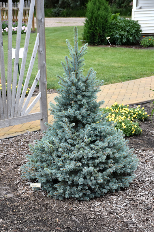 Sester Dwarf Blue Spruce (Picea pungens 'Sester Dwarf') at Platt Hill Nursery